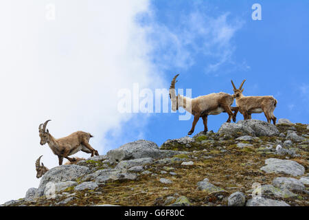 Bouquetin des Alpes (Capra ibex), Alpes, Mittersill, Autriche, Salzbourg, Nationalpark Hohe Tauern Banque D'Images