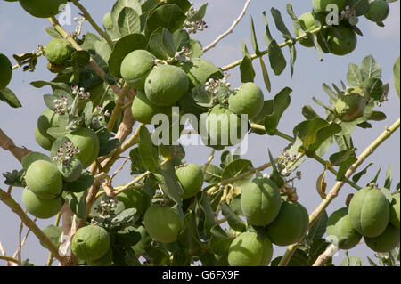 Calotropis procera est une plante de la famille l'apocyn, originaire d'Afrique tropicale, N & W & S d'Asie, et l'Indochine. Toxique Banque D'Images
