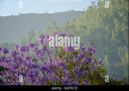 Arbre en fleurs mauve Jacaranda Weldiya, nord de l'Éthiopie, Banque D'Images