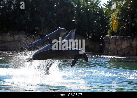 Les dauphins sautent à Discovery Cove, Orlando, Floride alors que 192 enfants visitent le parc pour le voyage annuel de la DreamFlight Charity aux États-Unis. Banque D'Images