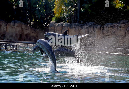 Les dauphins sautent à Discovery Cove, Orlando, Floride alors que 192 enfants visitent le parc pour le voyage annuel de la DreamFlight Charity aux États-Unis. Banque D'Images