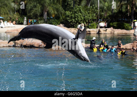 Les dauphins sautent à Discovery Cove, Orlando, Floride alors que 192 enfants visitent le parc pour le voyage annuel de la DreamFlight Charity aux États-Unis. Banque D'Images