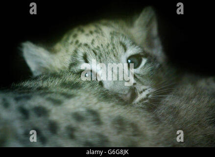 Snow Leopard Animaux Banque D'Images