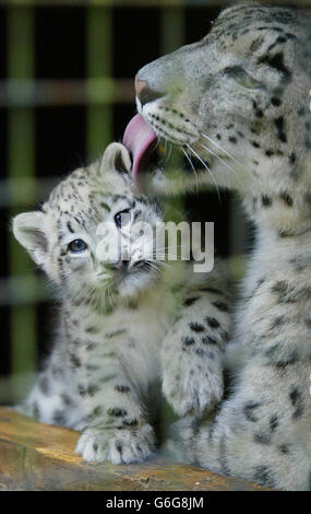 Snow Leopard Animaux Banque D'Images