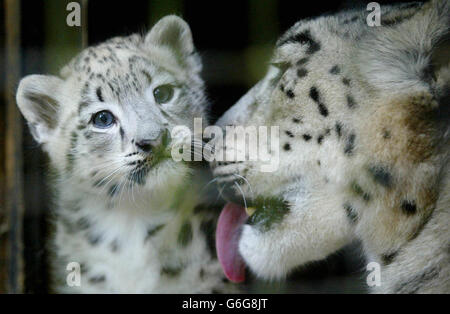 Timide Binu, un cub de Snow Leopard de huit semaines, se lavoir de sa mère, Yasmin, dans son enceinte au zoo de Marwell près de Winchester, Hampshire, le mardi 2 septembre 2003.Les léopards des neiges font partie du Programme européen de sélection des espèces menacées d'extinction, car l'habitat naturel des grands chats dans les montagnes de l'Asie centrale et du Népal est détruit.Les animaux sont tués par les agriculteurs qui protègent leur bétail et leurs os sont de plus en plus en demande pour des médicaments orientaux traditionnels comme substituts du tigre. Banque D'Images