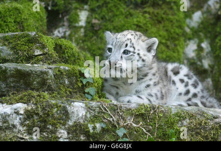 Snow Leopard Animaux Banque D'Images