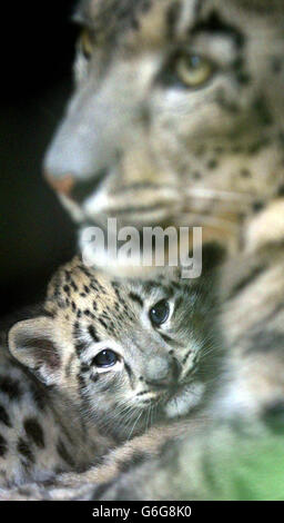 Snow Leopard Animaux Banque D'Images