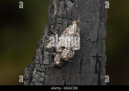 Une paire de coléoptères à bois métallique (groupe d'espèces Chrysobothris femorata) s'accouplent sur les restes charrés d'un arbre brûlé. Banque D'Images