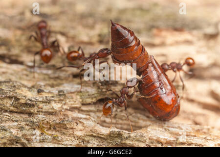 À taille de la colonne vertébrale (Fourmi Aphaenogaster tennesseensis) des travailleurs portent les restes d'une espèce de chrysalide retour à leur nid à partir d'une excursion de recherche Banque D'Images