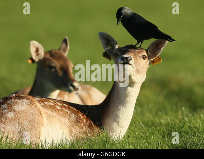 Un Crow atterrit à la tête d'un jeune cerf dans le Phoenix Park de Dublin. Banque D'Images