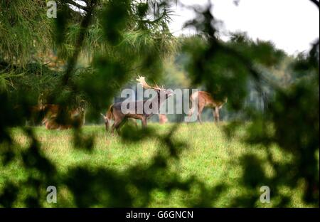 PHOTO UN cerf fait un appel pendant la saison de rutting au château de Raby, près de Staindrop dans le comté de Durham. Banque D'Images