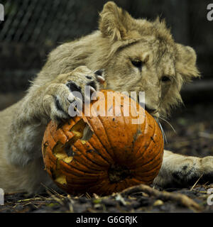 Ketan, le lion-cub asiatique de 11 mois joue avec une citrouille sculptée en tant qu'animaux au zoo de Bristol, Bristol régalez-vous de gâteries effrayantes pendant la saison de l'Halloween et courez jusqu'à la nuit de Hallowe'en. Banque D'Images