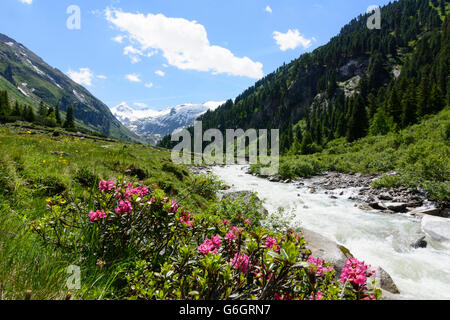 Donnant sur le sommet , Obersulzbachtal Grosser Geiger (à gauche) , au premier plan le Rhododendron hirsutum poilu alpenrose ( ) Banque D'Images