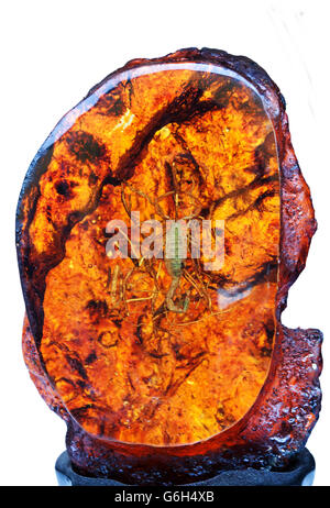 Transparent orange avec un scorpion. intérieur isolé sur fond blanc Banque D'Images