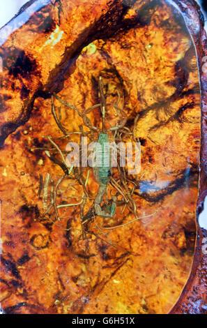 Transparent orange avec un intérieur scorpion Banque D'Images