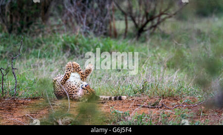 Cheetah dans Kruger National Park, Afrique du Sud ; Espèce Acinonyx jubatus famille des félidés Banque D'Images