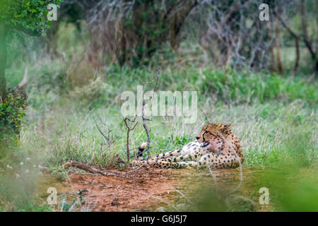 Cheetah dans Kruger National Park, Afrique du Sud ; Espèce Acinonyx jubatus famille des félidés Banque D'Images