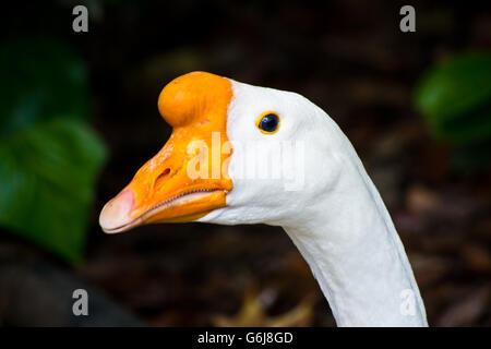 Les animaux des rideaux, des plumes d'oie chinois du blanc et becs orange vif Banque D'Images