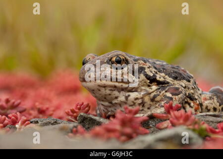 Crapaud commun, Allemagne / (Pelobates fuscus) Banque D'Images