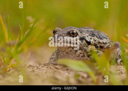 Crapaud commun, Allemagne / (Pelobates fuscus) Banque D'Images