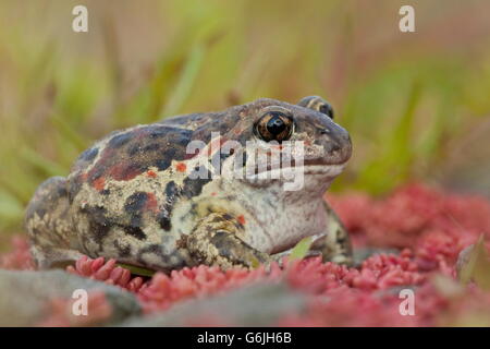 Crapaud commun, Allemagne / (Pelobates fuscus) Banque D'Images