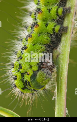 Petit papillon empereur, Caterpillar, Allemagne / (Saturnia pavonia) Banque D'Images