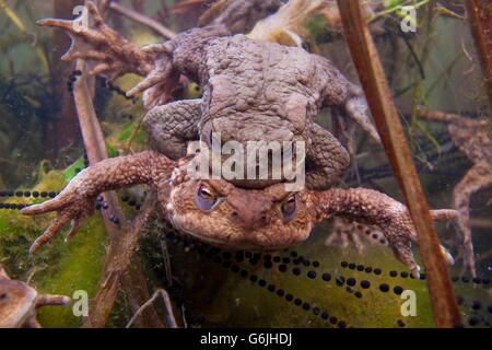 Crapaud commun, l'appariement, spwan, Allemagne / (Bufo bufo) Banque D'Images