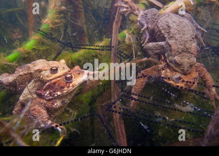 Crapaud commun, l'appariement, spwan, Allemagne / (Bufo bufo) Banque D'Images