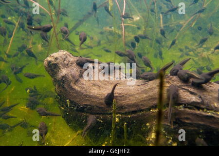 Crapaud commun, polliwog, sous-marin, Allemagne / (Bufo bufo) Banque D'Images