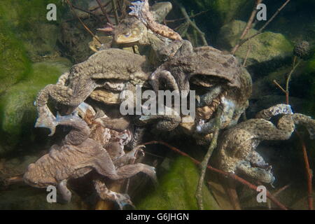 Crapaud commun, sous-marin, le jumelage Allemagne / (Bufo bufo) Banque D'Images