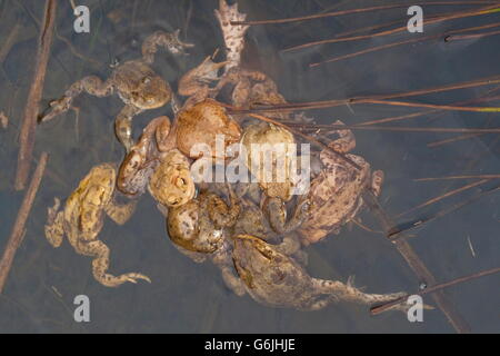 Crapaud commun, l'appariement, Allemagne / (Bufo bufo) Banque D'Images