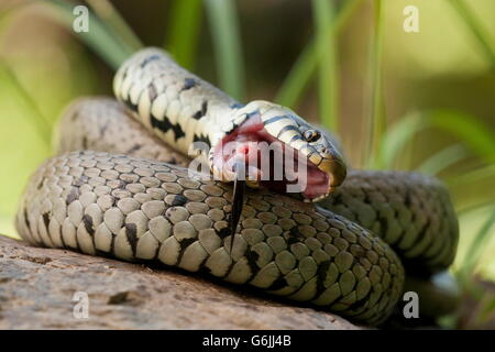 Couleuvre, Allemagne / (Natrix natrix) Banque D'Images
