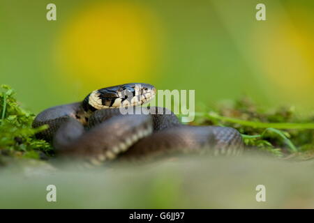 Couleuvre, Allemagne / (Natrix natrix) Banque D'Images