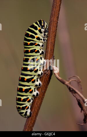 Ancien Monde, Caterpillar machaon, Papilio machaon (/ Allemagne) Banque D'Images