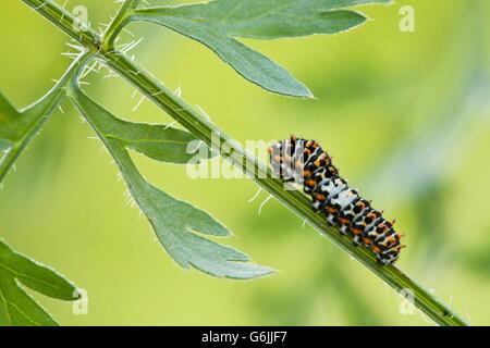 Machaon vieux monde, Caterpillar, carotte sauvage, Allemagne / (Papilio machaon) (Daucus carota) Banque D'Images