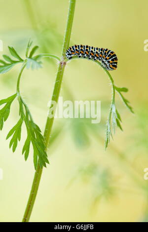 Machaon vieux monde, Caterpillar, carotte sauvage, Allemagne / (Papilio machaon) (Daucus carota) Banque D'Images