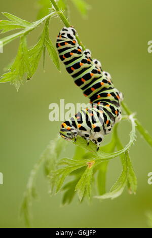 Machaon vieux monde, Caterpillar, carotte sauvage, Allemagne / (Papilio machaon) (Daucus carota) Banque D'Images