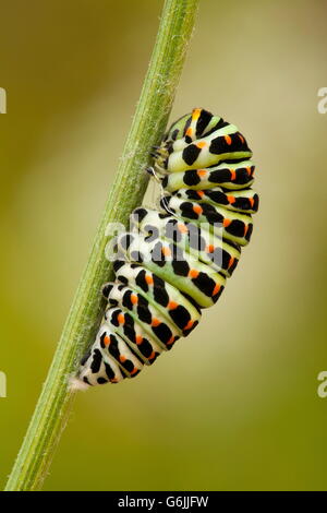 Ancien Monde, Caterpillar machaon, Papilio machaon (/ Allemagne) Banque D'Images