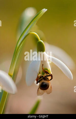 L'abeille européenne commune, snowdrop, Allemagne / (Apis mellifera)(Galanthus nivalis) Banque D'Images