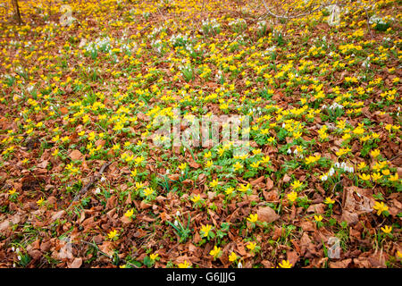 Aconit d'hiver, le snowdrop, Allemagne / (Eranthis hyemalis, Galanthus nivalis) Banque D'Images