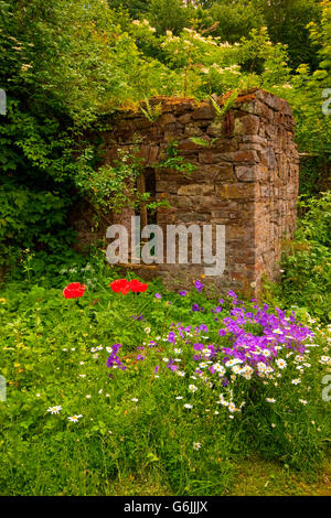 Ruines, jardin, marguerite, coquelicot, géranium sanguin, Allemagne / (Leucanthemum)(Géranium)(Papaver) Banque D'Images