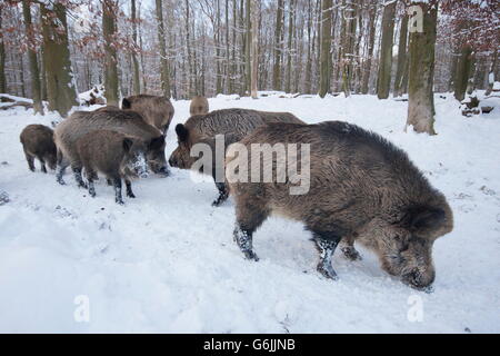 Sanglier, Allemagne / (Sus scrofa) Banque D'Images