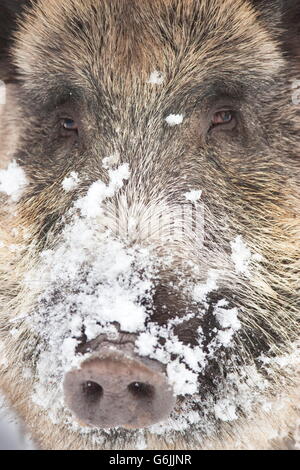 Sanglier, Allemagne / (Sus scrofa) Banque D'Images