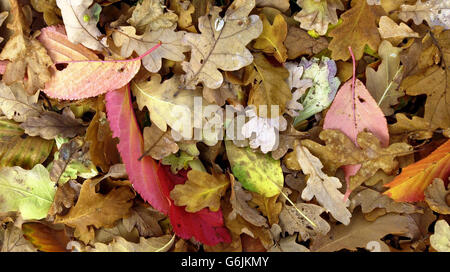 Départ par la voie ferrée de Surrey. Le problème persistant des feuilles mortes qui se collent aux rails et provoquent le chaos des voyages a été une plaisanterie douloureuse, mais de longue date. Mais avec les fortes pluies et les vents violents pendant le week-end, Network Rail a employé plus de 30 véhicules polyvalents (MPV) pour faire fonctionner le sandite - une concoction de sable et de colle - sur des milliers de kilomètres de ligne pour racler le paillis. Banque D'Images