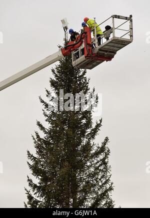 L'arbre de Noël offert chaque année par la ville d'Oslo, en Norvège, est érigé et préparé à être décoré dans des lumières, pour la période festive à Trafalgar Square, dans le centre de Londres. Banque D'Images