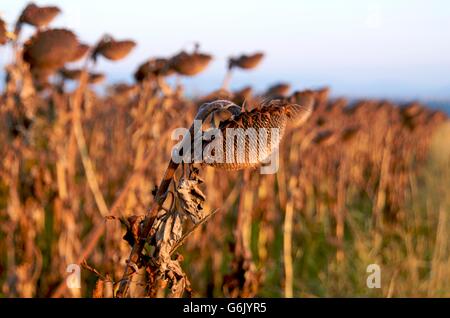 Les tournesols fanés (Helianthus annuus), champ de tournesol, la Limagne, Auvergne, France, Europe Banque D'Images