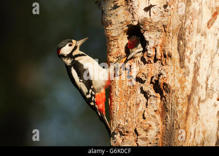 Pic épeiche mâle (Dendrocopos major) après l'alimentation jeune au nid, Beauly, Inverness-Shire, Ecosse Banque D'Images