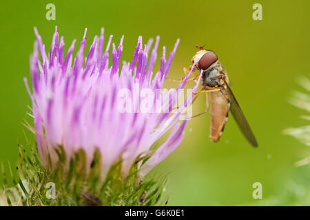 Episyrphus balteatus hoverfly (marmelade) la collecte du nectar de la fleur de la prairie Cirsium dissectum) Banque D'Images