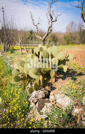 Cactus spontanée dans le climat méditerranéen du sud de l'Italie. Banque D'Images