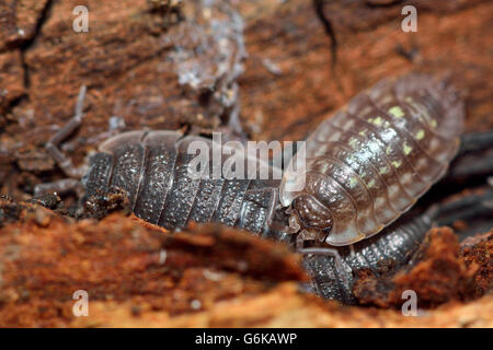 Brillant de l'Ouest un cloporte (Oniscus asellus) et rough cloporte (Porcellio scaber). Crustacés terrestres en position étirée Banque D'Images